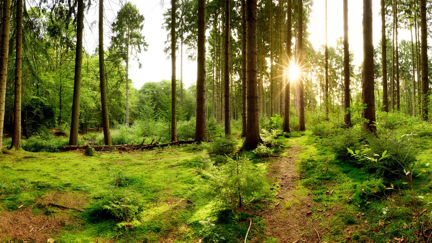 Sunlight through trees in a forest